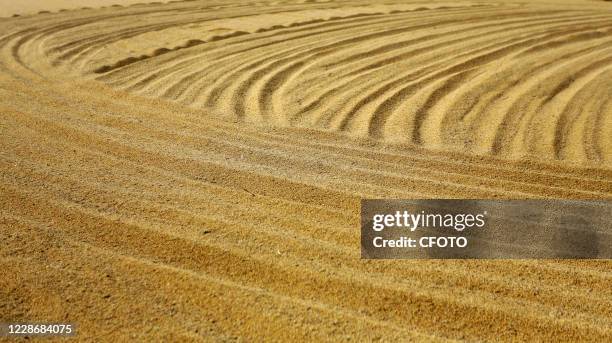 Patterns formed by villagers turning over and drying millet, Handan City, Hebei Province, China, September 24, 2020. -