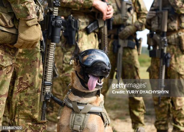 Service dog wearing protective glasses takes part in the Rapid Trident 2020 multinational military training exercise at the international...