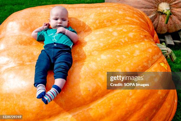 Child is seen lying on a big Pumpkin during the Dutch Pumpkin Growing Championship 2020 event. The Dutch Pumpkin Growing Championship 2020 at the...