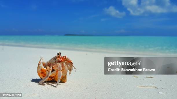 travel beach holiday concept, hermit crab walking on white sand beach on sunny day - hermit crab stock pictures, royalty-free photos & images