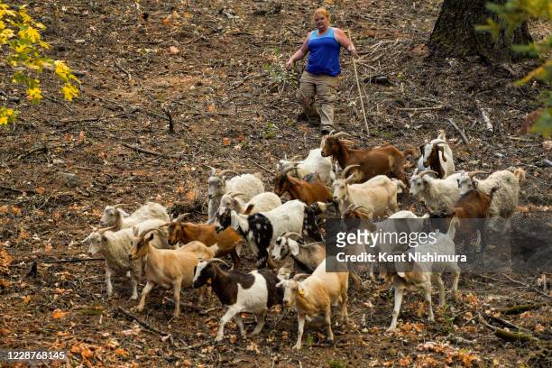 Jessica Sanders of American Canyon helps Chris Mashauer coral his goats to evacuate them as firefighters work to contain the Glass Fire in Napa...