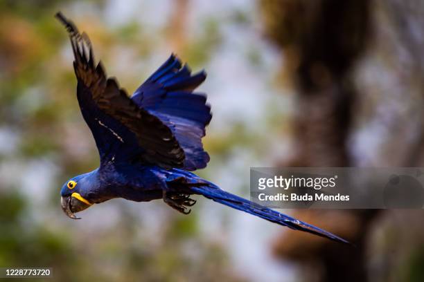 Hyacinth macaw flies in Pantanal on September 24, 2020 in Pocone, Brazil. Pantanal is located mostly within the Brazilian state of Mato Grosso and...
