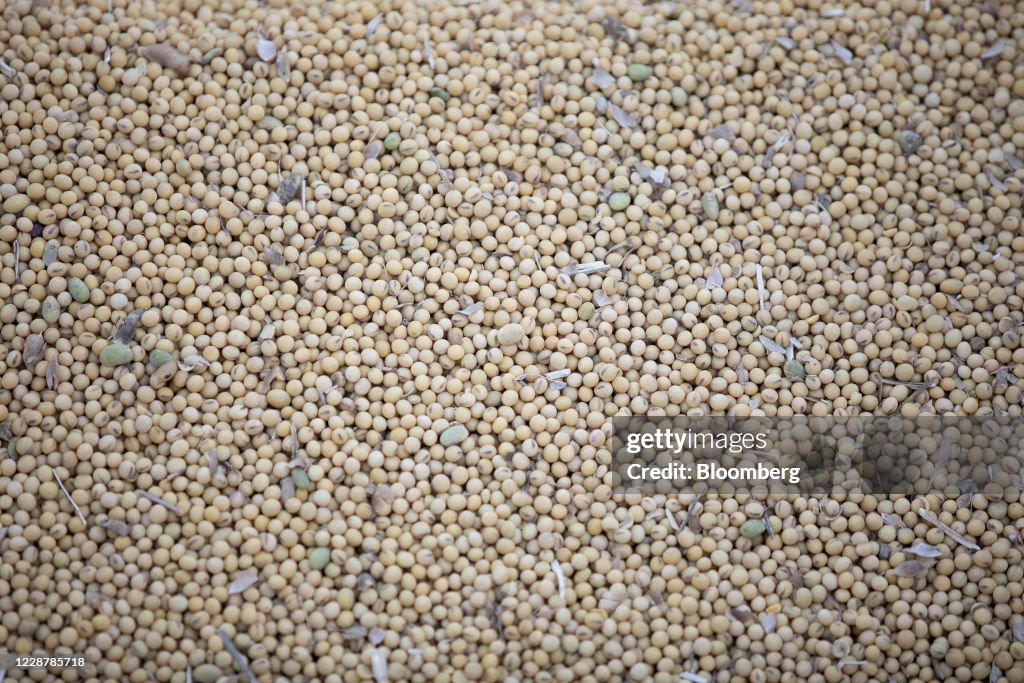 A Soybean Harvest As Futures Extend Drop Below $10