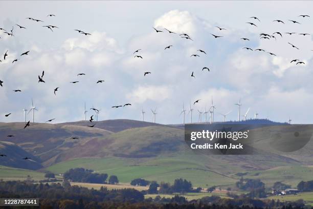 Migrating pink-footed geese at the RSPB's Loch Leven nature reserve silhouetted against wind turbines on the hills behind, on September 29, 2020 in...