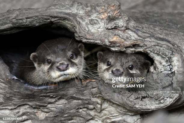 This picture taken on September 16, 2020 shows two Asian small-clawed otters at the Taipei Zoo. - Taiwan's largest zoo has celebrated a flurry of...