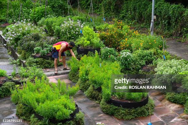 This photograph taken on September 3, 2020 shows an urban farmer tending to plants in a garden which grows varieties of edible plants in a former...