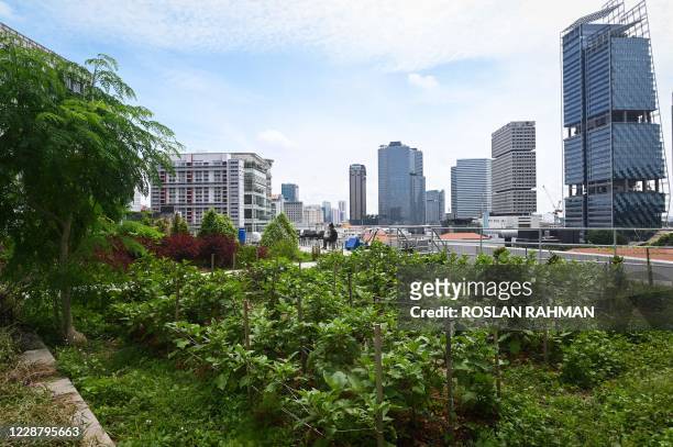 This photograph taken on September 7, 2020 shows the general view of a rooftop garden used for urban farming to grow edible plants above the Raffles...
