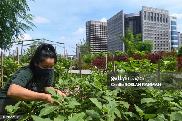 This photograph taken on September 7, 2020 shows a staff member tending to a rooftop garden used for urban farming to grow edible plants above the...
