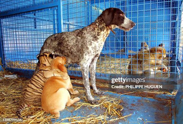 Cora , un bébé tigre de près de deux mois tête sa mère adoptive, une chienne braque de quatre ans, le 28 juillet 2004 à Villeneuve-d'Asq. La jeune...