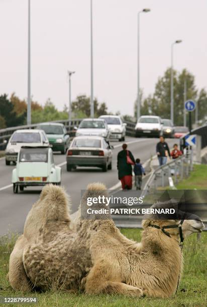 Un chameau se repose au milieu d'un rond-point à Blanquefort près de Bordeaux, le 13 octobre 2005. L'animal, attaché au milieu du rond-point pour...