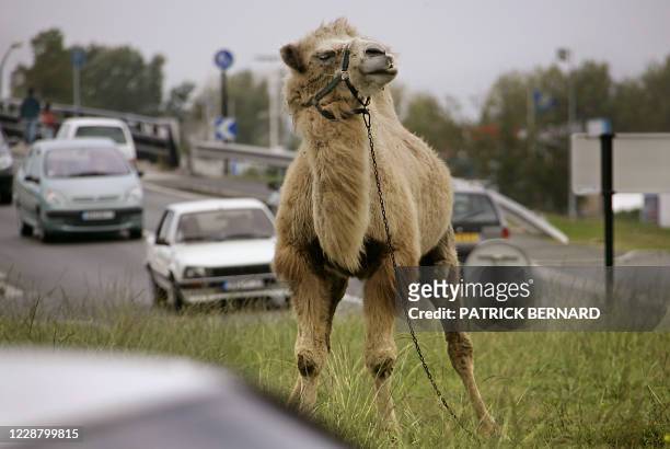 Un chameau se repose au milieu d'un rond-point à Blanquefort près de Bordeaux, le 13 octobre 2005. L'animal, attaché au milieu du rond-point pour...