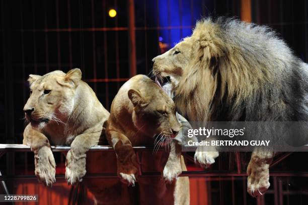 Lions of Swiss trainer Dominique Gasser are pictured as he performs during the "Prestige" Bouglione circus show at the Cirque d'Hiver in Paris on...