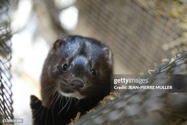 Photo of a mink taken 30 January 2004 inside a fur farm in Lille Rorbaek outside of Copenhagen. Over the last ten years, fur has gone from a no-no to...