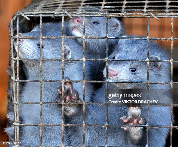 Minks peer out of their cages at a pelt farm near the village of Lesino some 185 kms south-west of Minsk on November 26, 2010. The farm produces some...