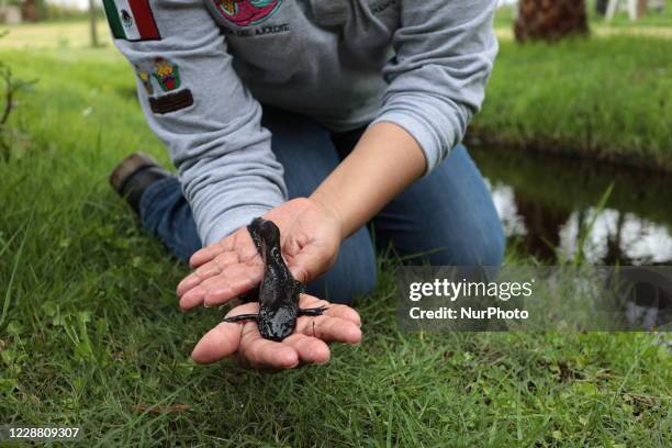 The route of the axolotl is a project formed by a family in Xochimilco to help the conservation and reintroduction of the axolotl, the axolotl is an...