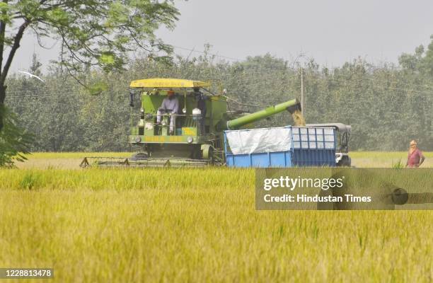 Farmer on a combine harvester reaps paddy crop in a field at Jandiala Guru on September 30, 2020 near Amritsar, India.