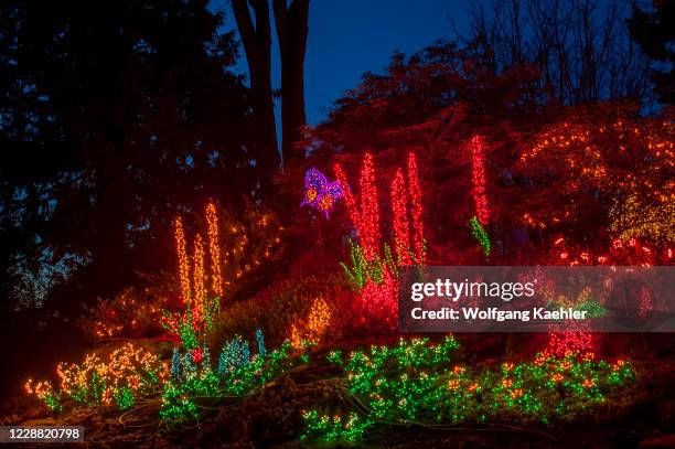 Night photo of the Christmas holiday light decorations at the Bellevue Botanical Garden in Bellevue, Washington State, USA.