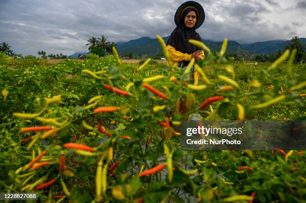 Farmers harvest their chili plants in Sunju Village, Sigi Regency, Central Sulawesi Province, Indonesia on October 1, 2020. In line with the...