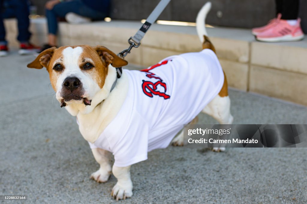 A dog wearing an Atlanta Braves jersey is seen inside The Battery News  Photo - Getty Images