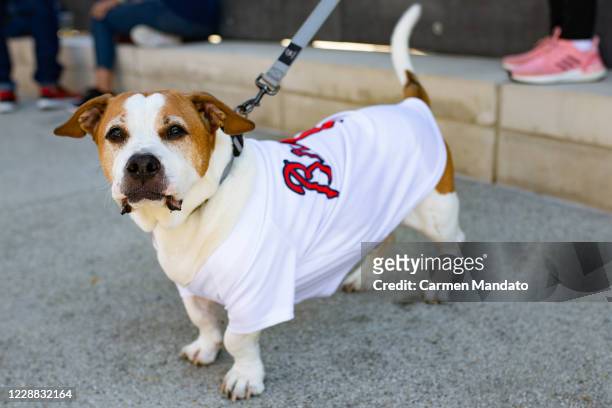 Dog wearing an Atlanta Braves jersey is seen inside The Battery Atlanta as fans gather to watch Game Two of the National League Wild Card Series...