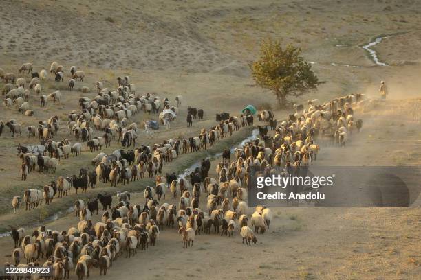 Herd of sheep is seen near tents at the fields of Turkey's southeastern province Van on October 01, 2020. After cold snap, nomads try to provide...