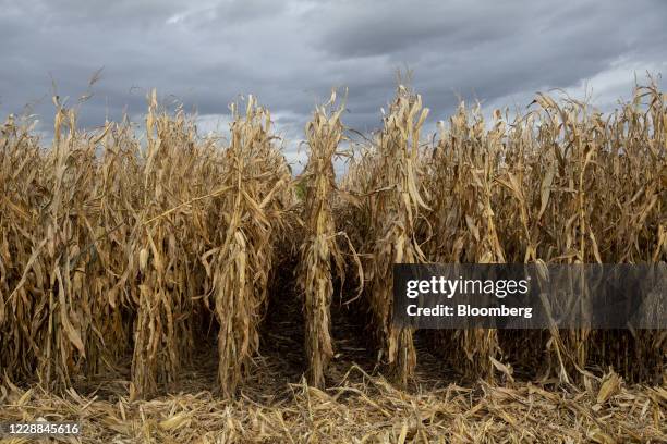 Corn stands in a field in Princeton, Illinois, U.S., on Tuesday, Sept. 29, 2020. December corn futures up 3.4% to $3.77 1/4 a bushel, on pace for the...