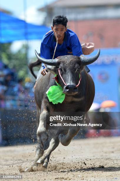 Oct. 1, 2020 -- A racer competes during a buffalo racing in Chonburi, Thailand, Oct. 1, 2020. Hundreds of buffaloes took part in the buffalo racing...