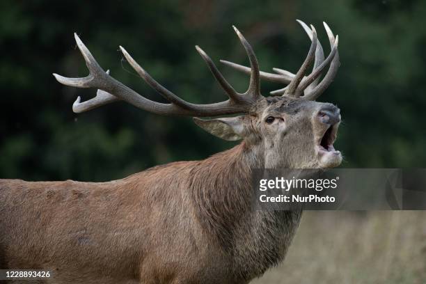 Male deer rutting during mating period in Abruzzo, Lazio and Molise National Park on October 2, 2020.