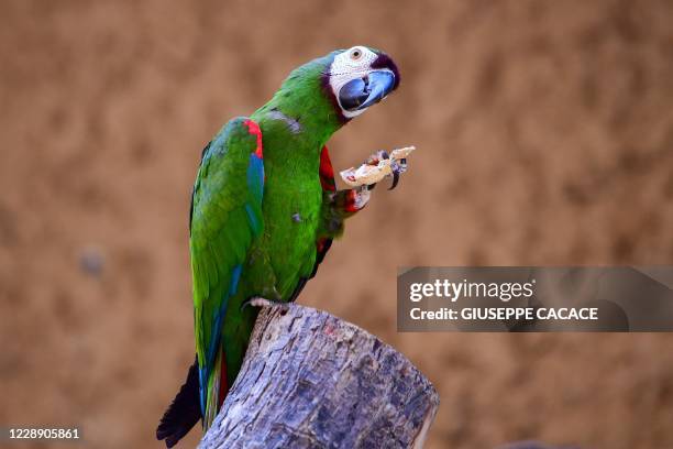 Macaw eats peanuts at the Dubai Safari Park on October 4 in the United Arab Emirates. - Dubai's Safari Park reopened its doors after a two-year...
