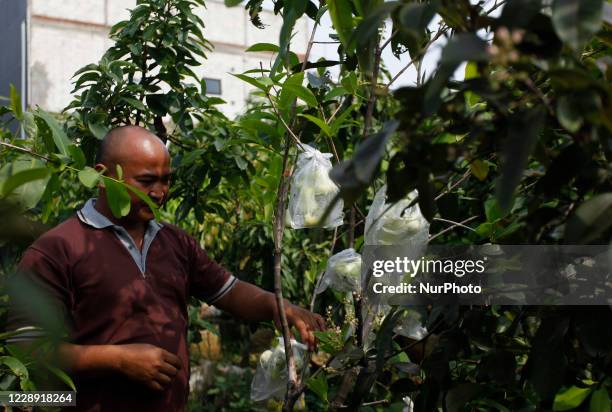 Man seen caring of fruit plants in his farm in Lapak Bibit, Muara Beres Village, Sukahati, Cibinong, Bogor Regency, West Java, on October 5 amid the...