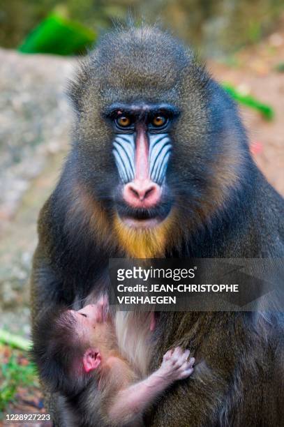 Newly born Mandrill of two days grabs its mother in her enclosure at the zoological park of Amneville, eastern France, on October 6, 2020.