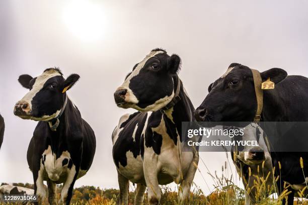 Wisconsin Ranch Cows Wisconsin Cows Photos and Premium High Res Pictures - Getty Images