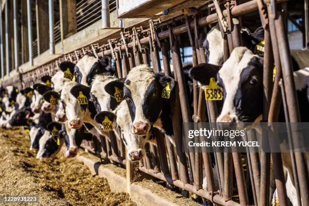 Wisconsin Ranch Cows 464 Wisconsin Cows Stock Photos, High-Res Pictures, and Images - Getty ...