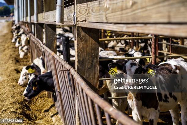 Wisconsin Ranch Cows 464 Wisconsin Cows Stock Photos, High-Res Pictures, and Images - Getty ...