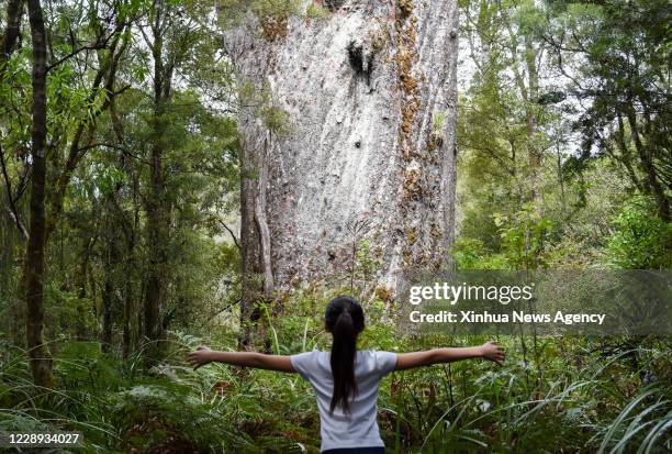 Oct. 6, 2020 -- A tourist views a kauri tree at Waipoua forest in Northland, New Zealand, Oct. 6, 2020. Waipoua, and the adjoining forests, make up...