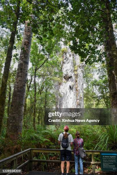 Oct. 6, 2020 -- People view a kauri tree at Waipoua forest in Northland, New Zealand, Oct. 6, 2020. Waipoua, and the adjoining forests, make up the...