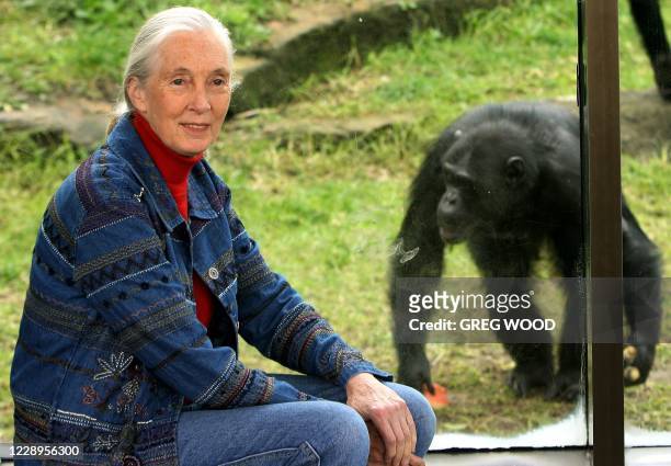 World-renowned primatologist and chimpanzee expert Dr Jane Goodall visits Sydney's Taronga Zoo, 14 July 2006, to observe the extended family of 19...