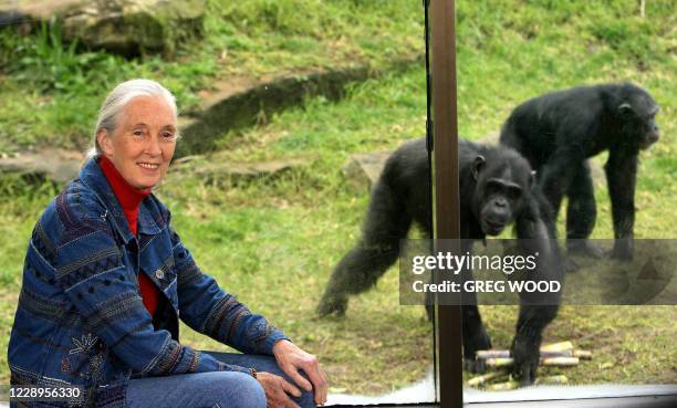 World-renowned primatologist and chimpanzee expert Dr Jane Goodall visits Sydney's Taronga Zoo, 14 July 2006, to observe the extended family of 19...