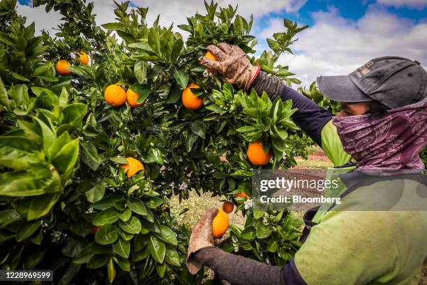 Seasonal worker harvests Valencia oranges from a tree at an orchard near Griffith, New South Wales, Australia, on Thursday, Oct. 8, 2020. The...