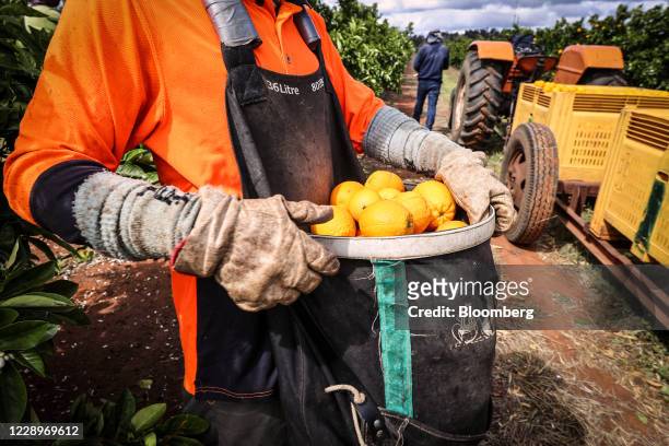 Seasonal worker harvests Valencia oranges from a tree at an orchard near Griffith, New South Wales, Australia, on Thursday, Oct. 8, 2020. The...