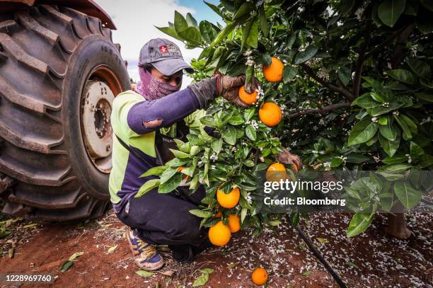 Seasonal worker harvests Valencia oranges from a tree at an orchard near Griffith, New South Wales, Australia, on Thursday, Oct. 8, 2020. The...