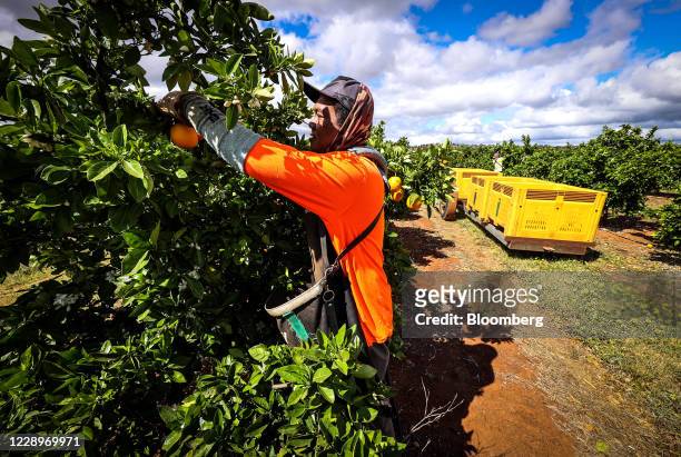 Seasonal worker harvestss Valencia oranges from a tree at an orchard near Griffith, New South Wales, Australia, on Thursday, Oct. 8, 2020. The...