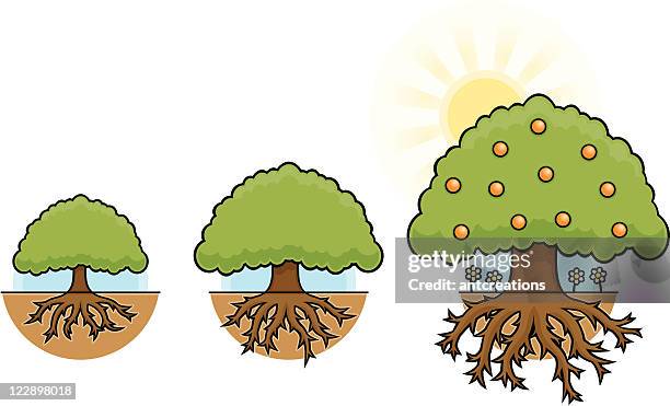 Tree Advancing Tree Progression Photos and Premium High Res Pictures - Getty Images