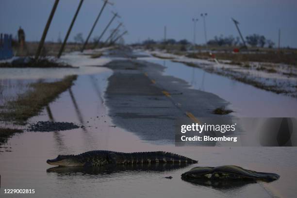 An alligator crosses a flooded road after Hurricane Delta made landfall in Creole, Louisiana, U.S., on Saturday, Oct. 10, 2020. Delta churned toward...