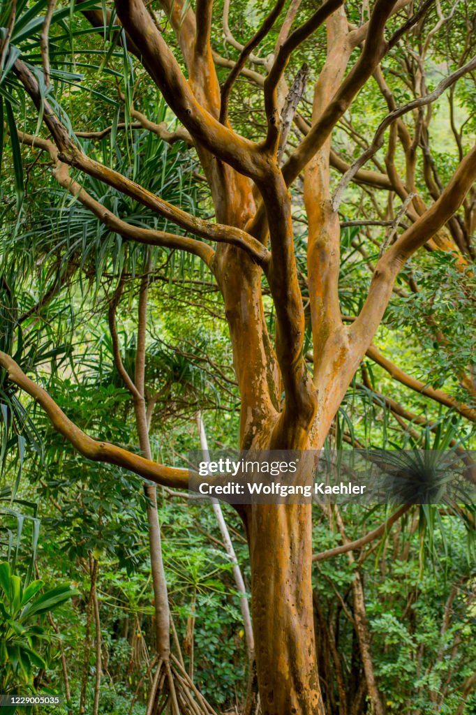 The Strawberry guava tree is an invasive species, Limahuli...