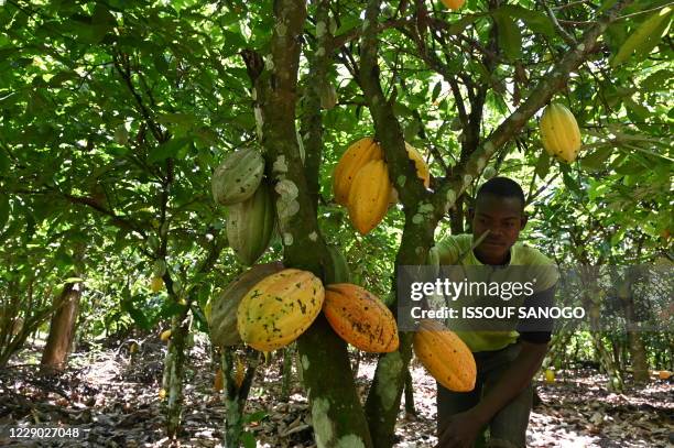Cocoa Plantation West Africa Photos And Premium High Res Pictures cocoa-plantation-west-africa-photos-and-premium-high-res-pictures