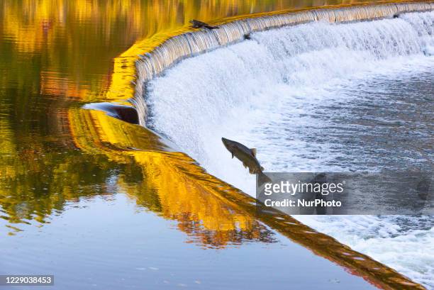 Salmon move up the Humber river attracts spectators near the Old Mill subway station in Etobicoke during their breeding season in Toronto, Canada, on...
