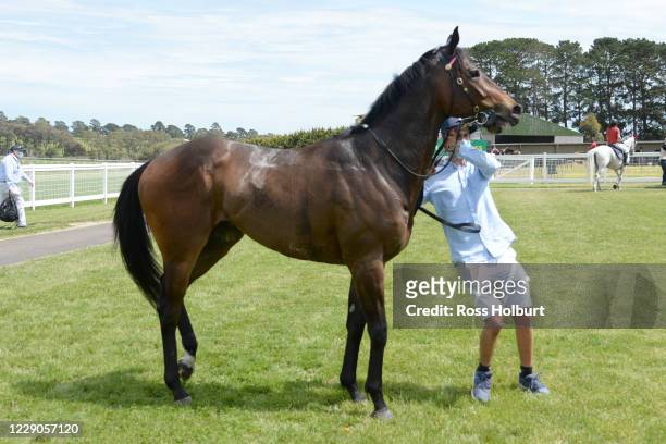 Flat Kapper after winning the Timmy Berry Memorial 4YO+ Maiden Plate at Hamilton Racecourse on October 14, 2020 in Hamilton, Australia.