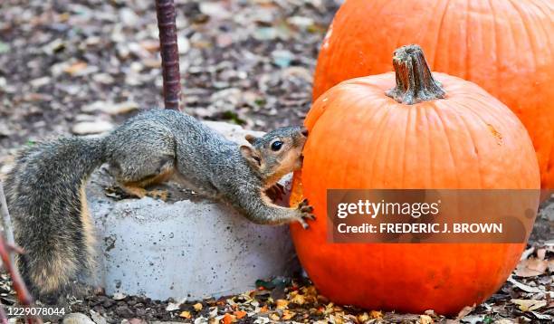 Squirrel bites into a pumpkin at the "Halloween at Descanso" event which runs until the end of the month at Descanso Gardens in La Canada Flintridge,...