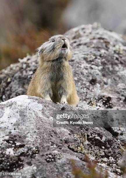 Northern pika is spotted in a rocky area in Shikaoi in Hokkaido, northern Japan, on Oct. 15, 2020.